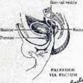 scatocrades.erog.fr